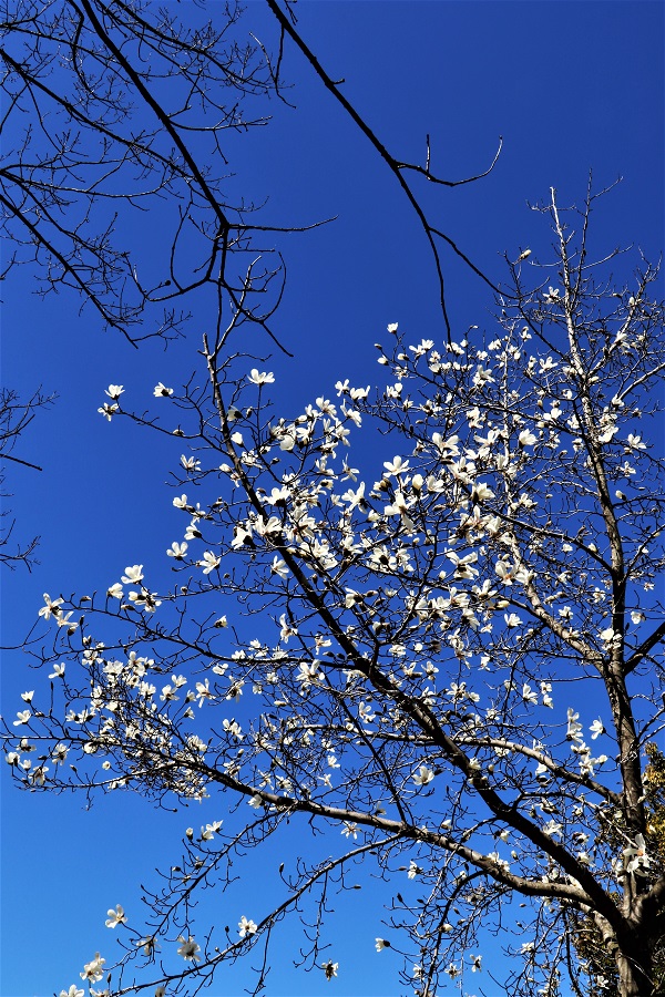 平成の森公園 春